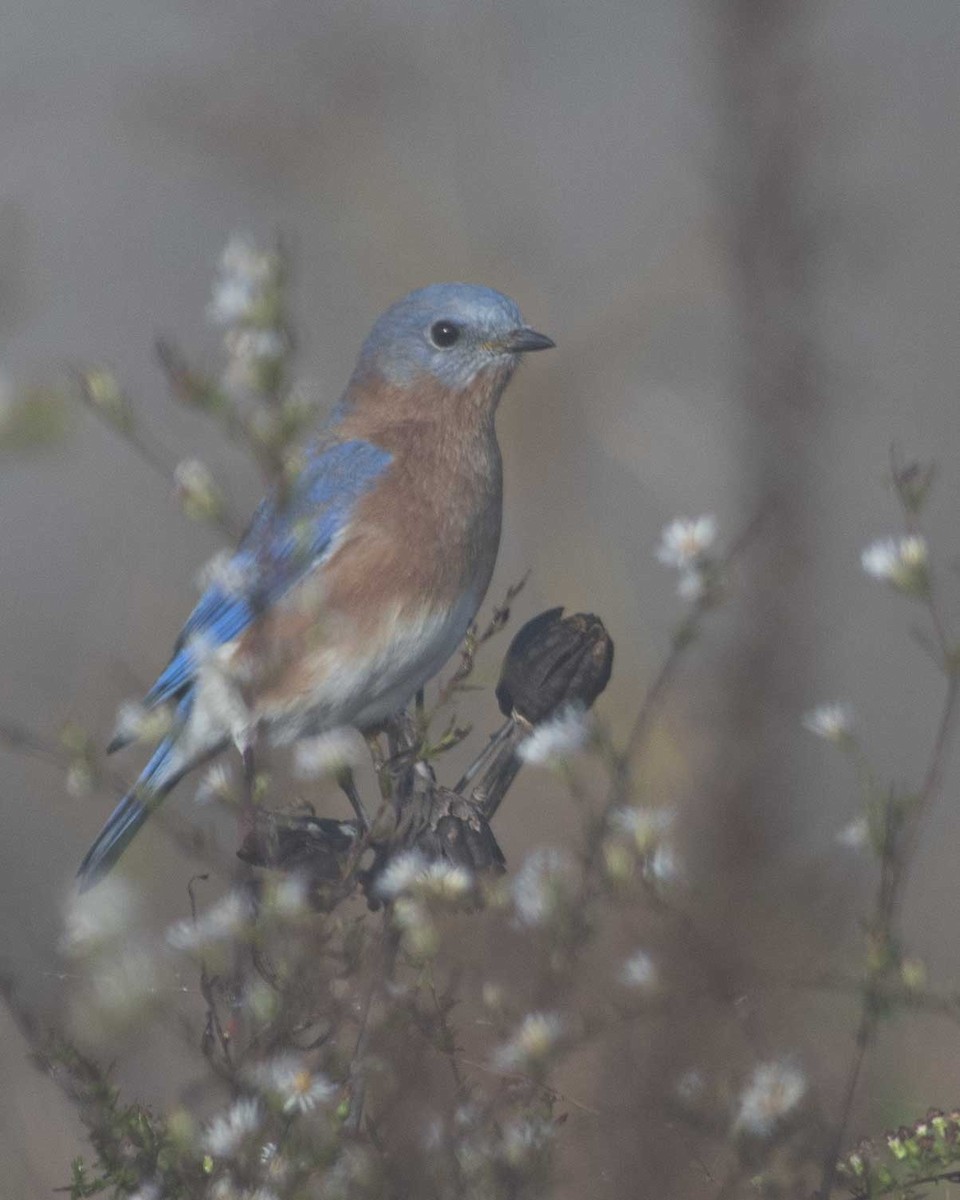 Eastern Bluebird - ML610712386