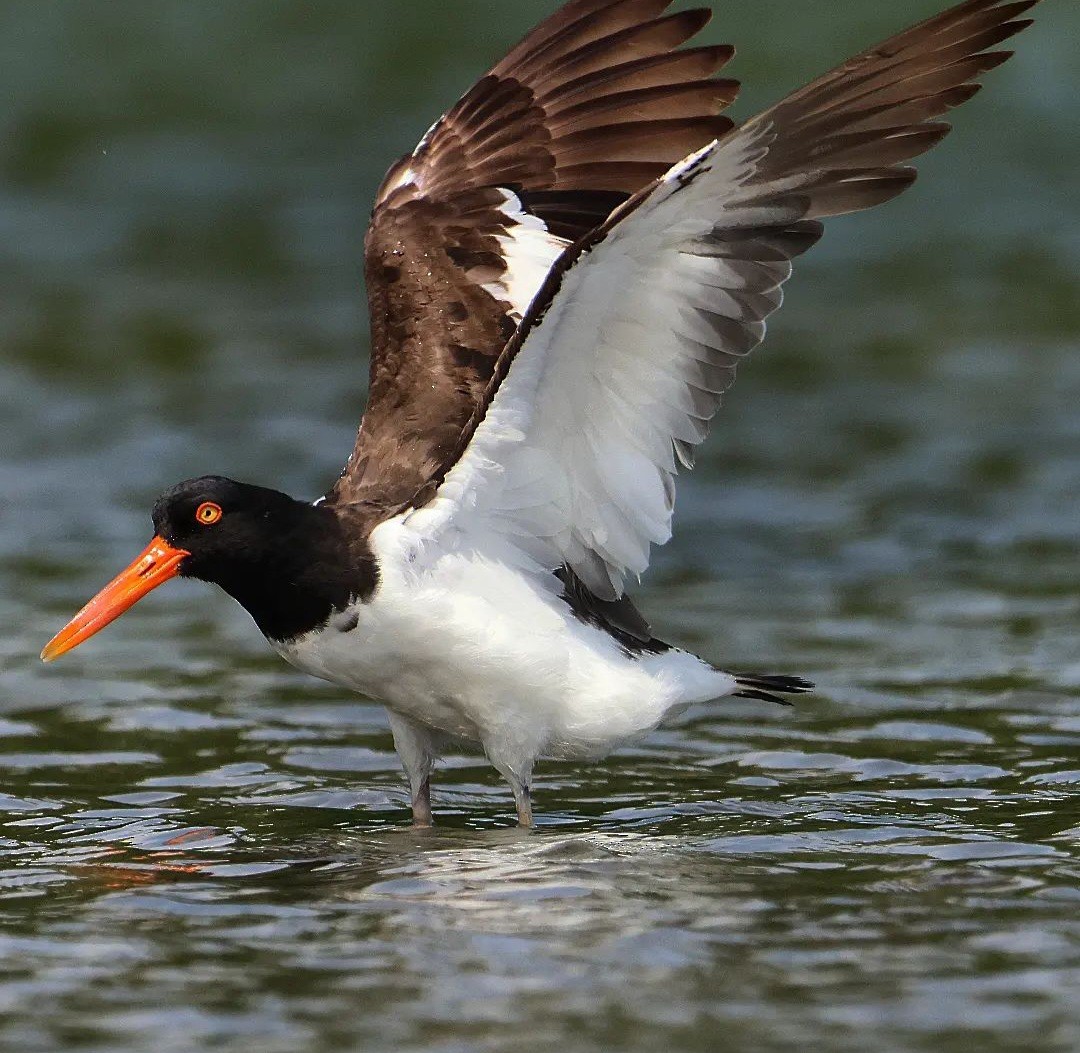 American Oystercatcher - ML610712411