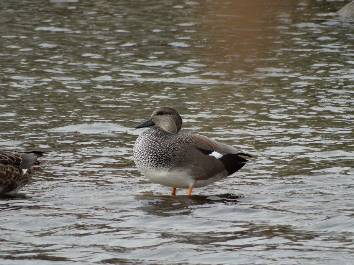 Canard chipeau - ML610712418