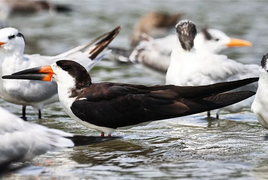 Black Skimmer - Jorge Alcalá