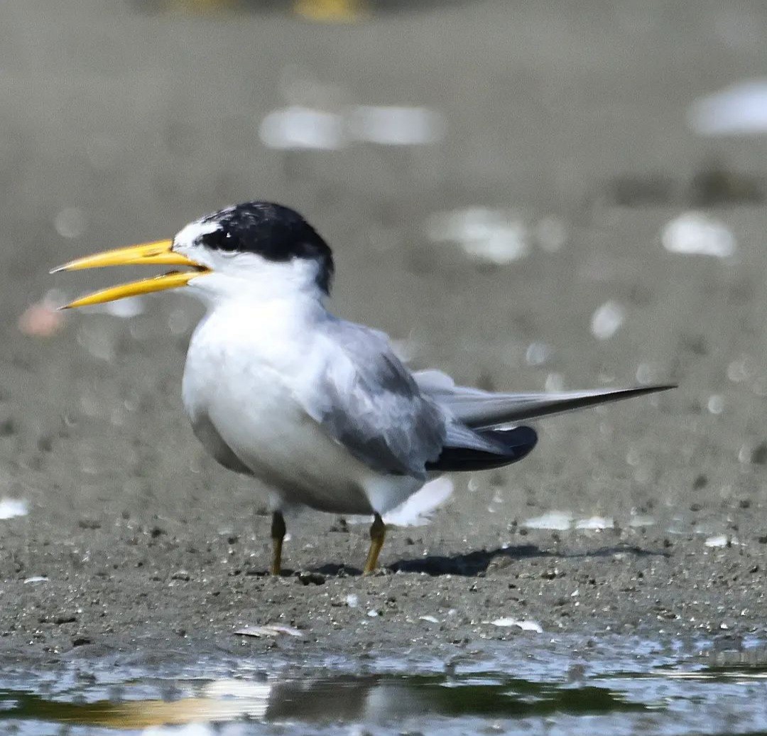 Yellow-billed Tern - ML610712481