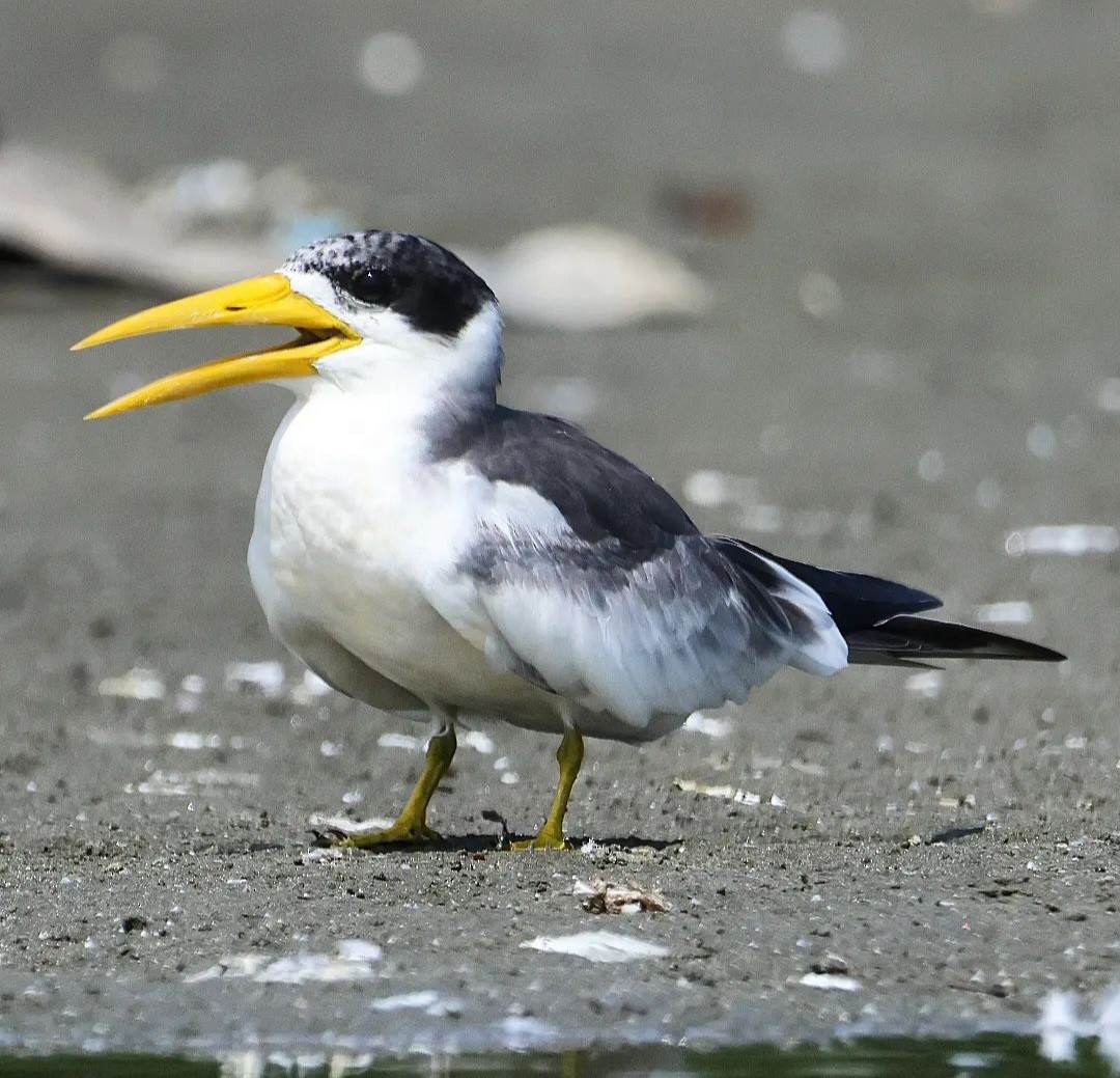 Large-billed Tern - Jorge Alcalá