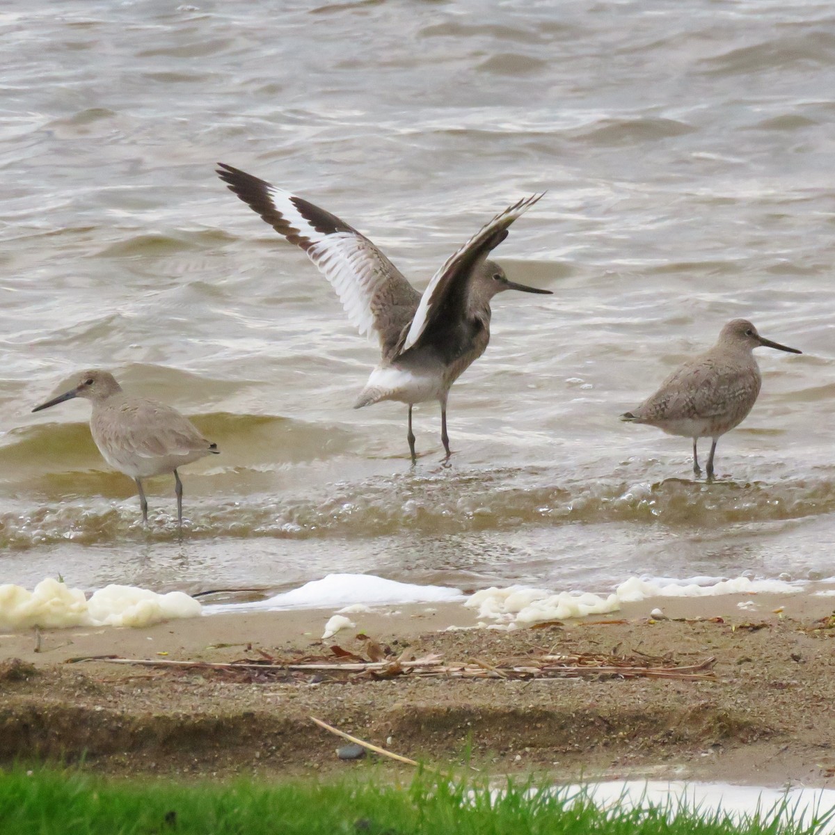 Willet - ML610712555