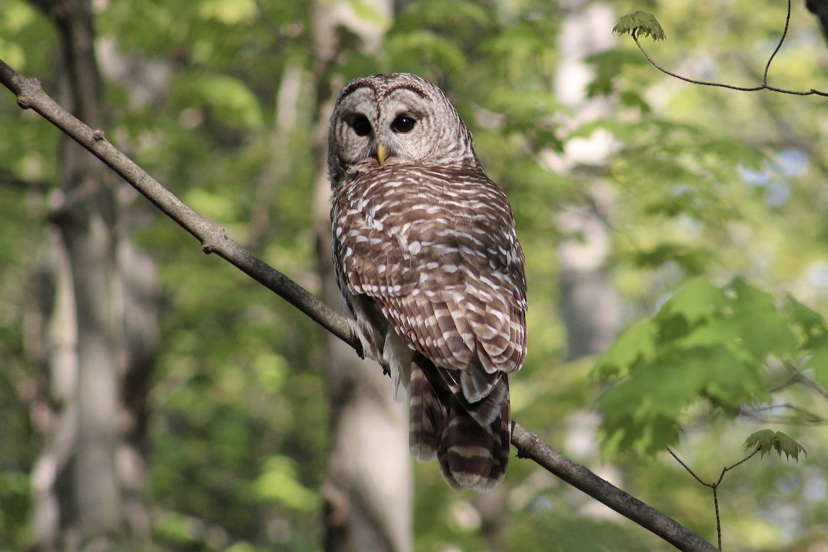 Barred Owl - Cathy Brown
