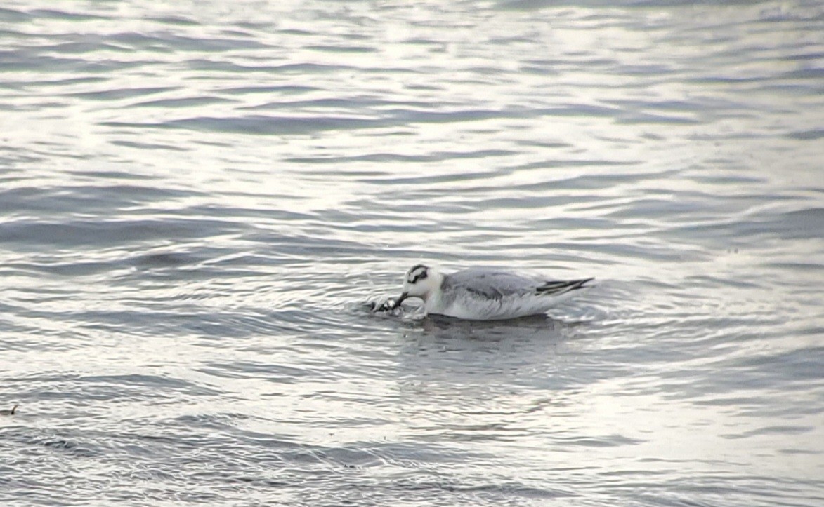 Red Phalarope - Neal Reilly