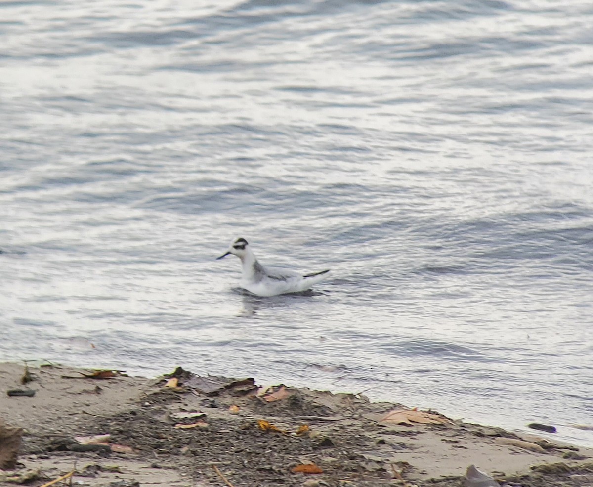 Red Phalarope - Neal Reilly