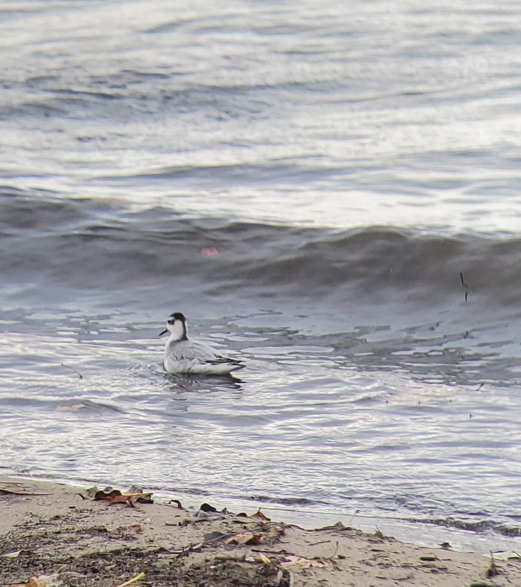 Red Phalarope - Neal Reilly