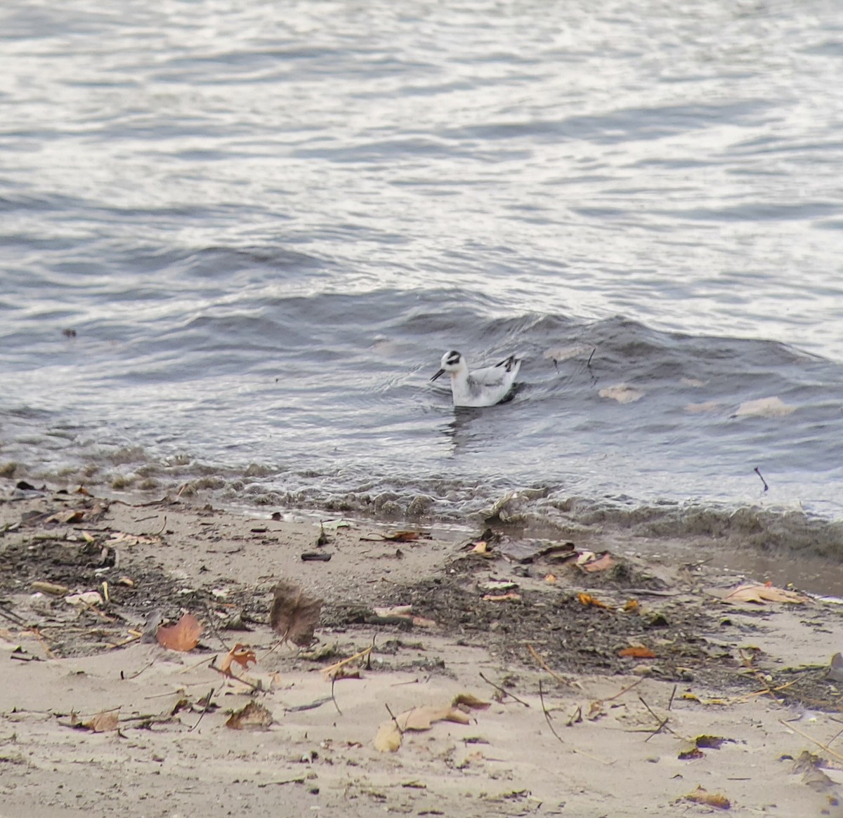 Red Phalarope - Neal Reilly