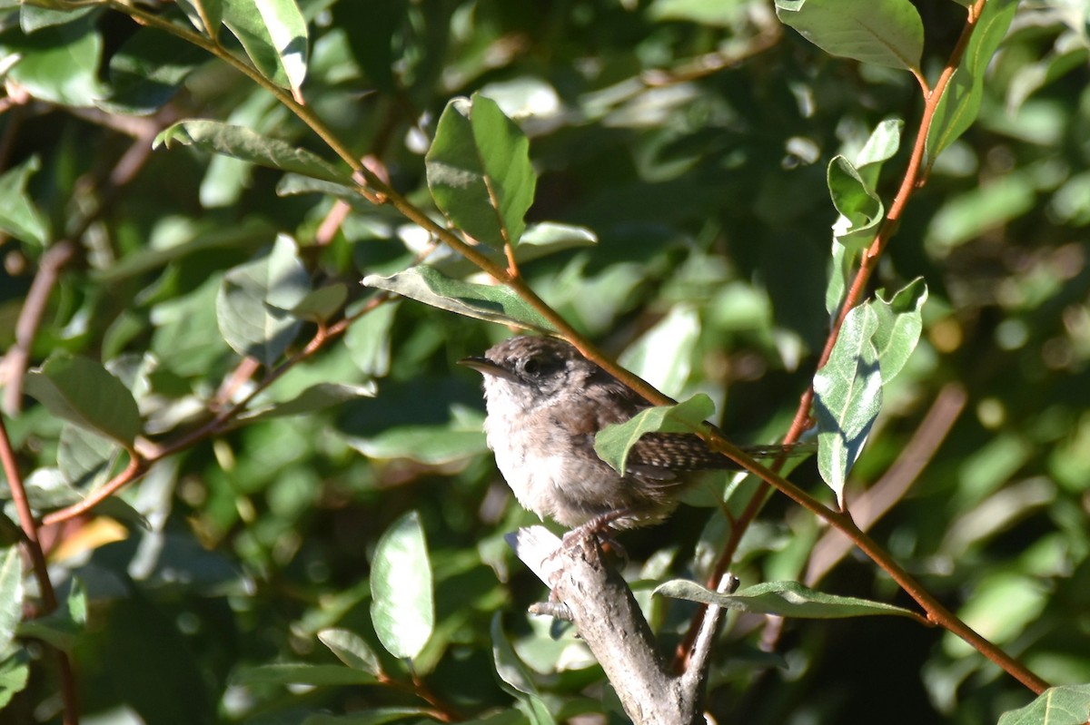 Northern House Wren - ML610712787