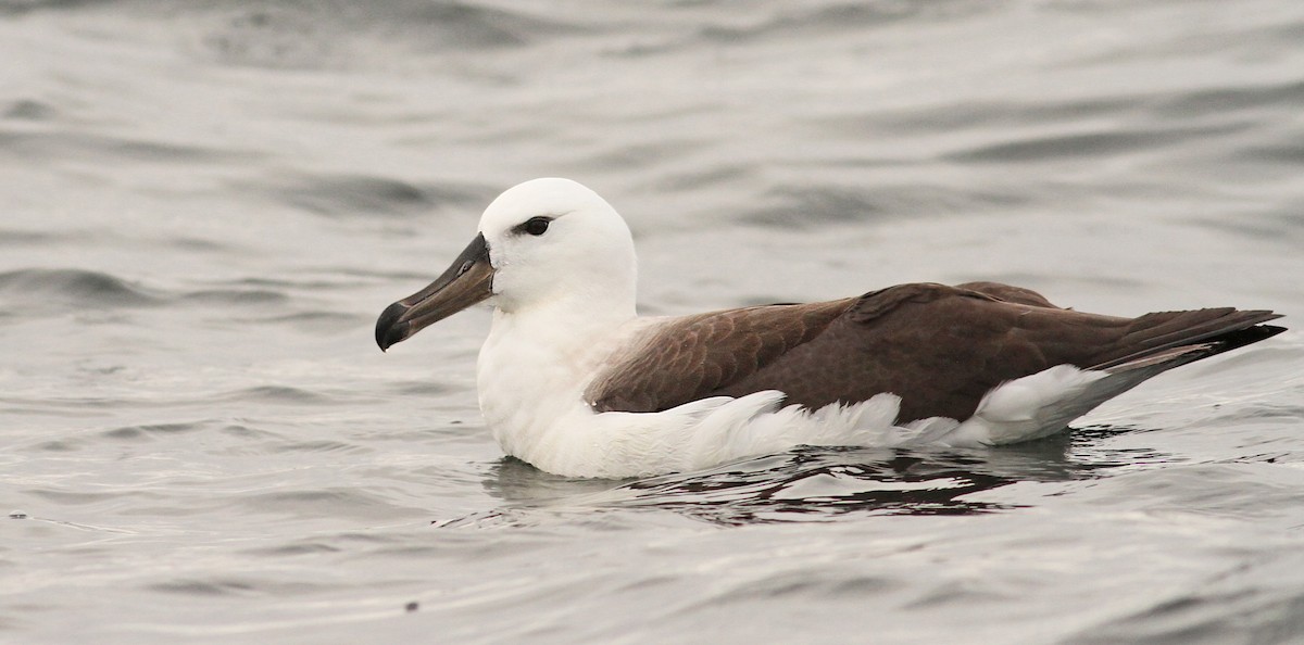 Black-browed Albatross - ML61071291