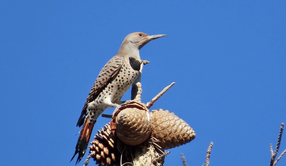 Northern Flicker - ML610712959