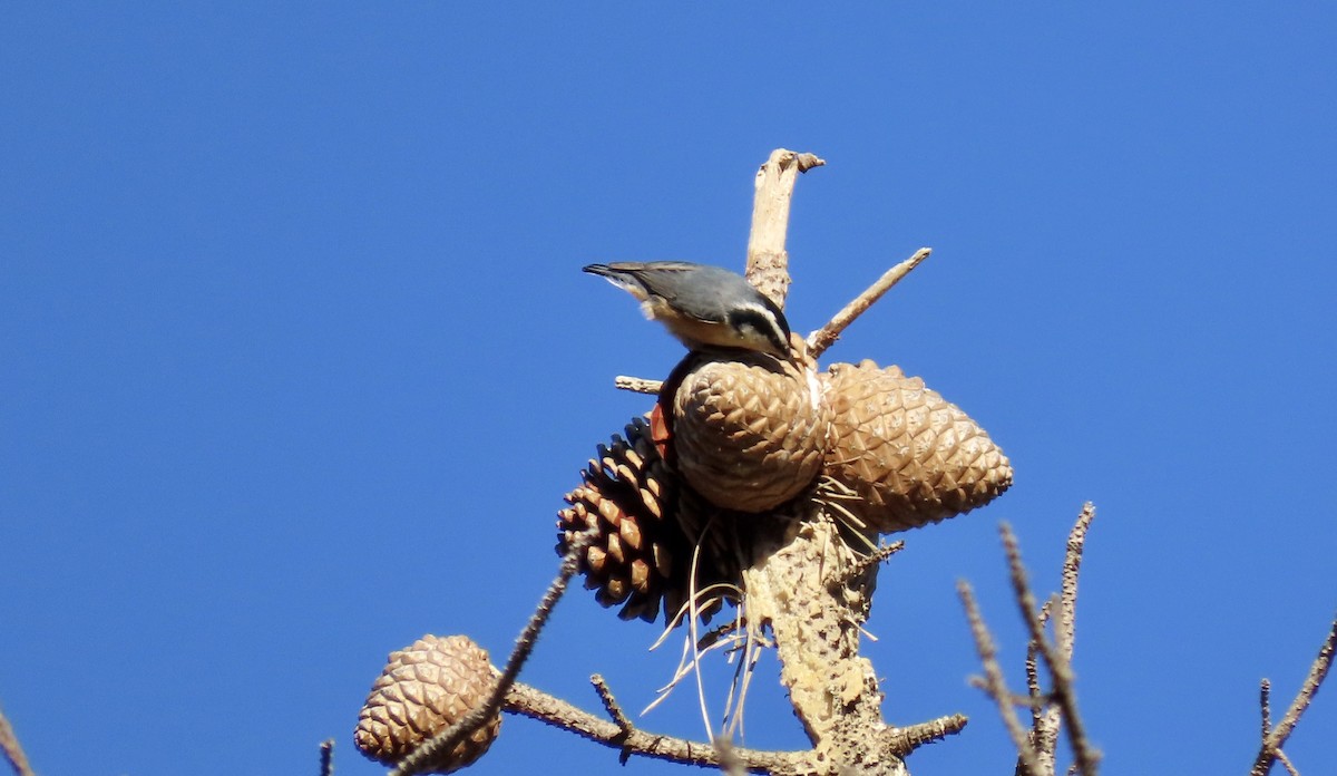 Red-breasted Nuthatch - ML610712973