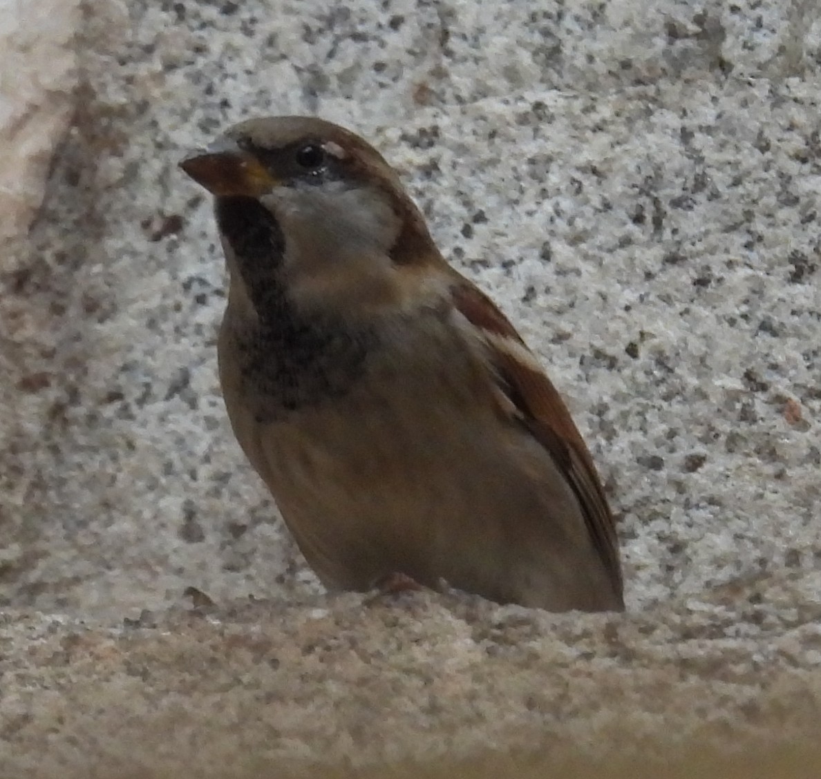 House Sparrow - ML610712993