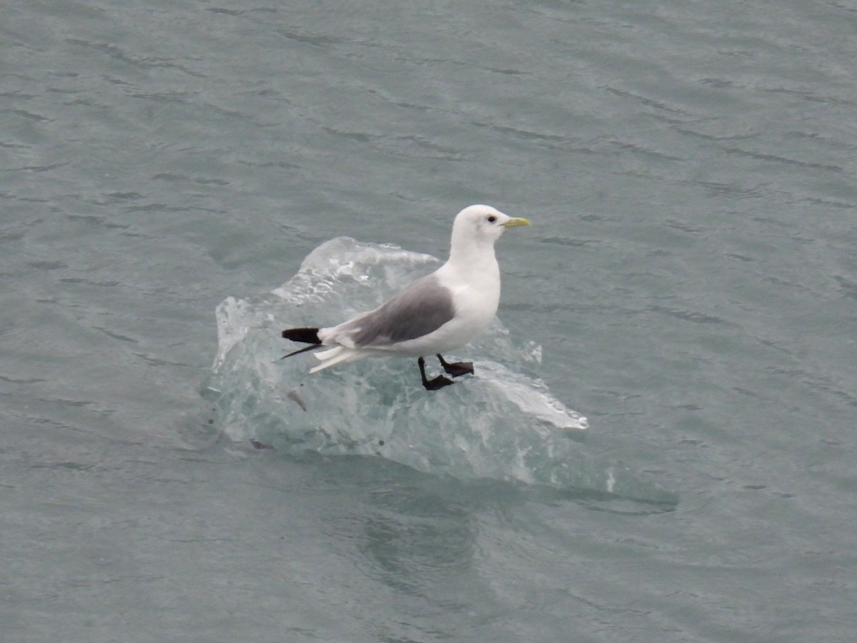 Black-legged Kittiwake - bob butler