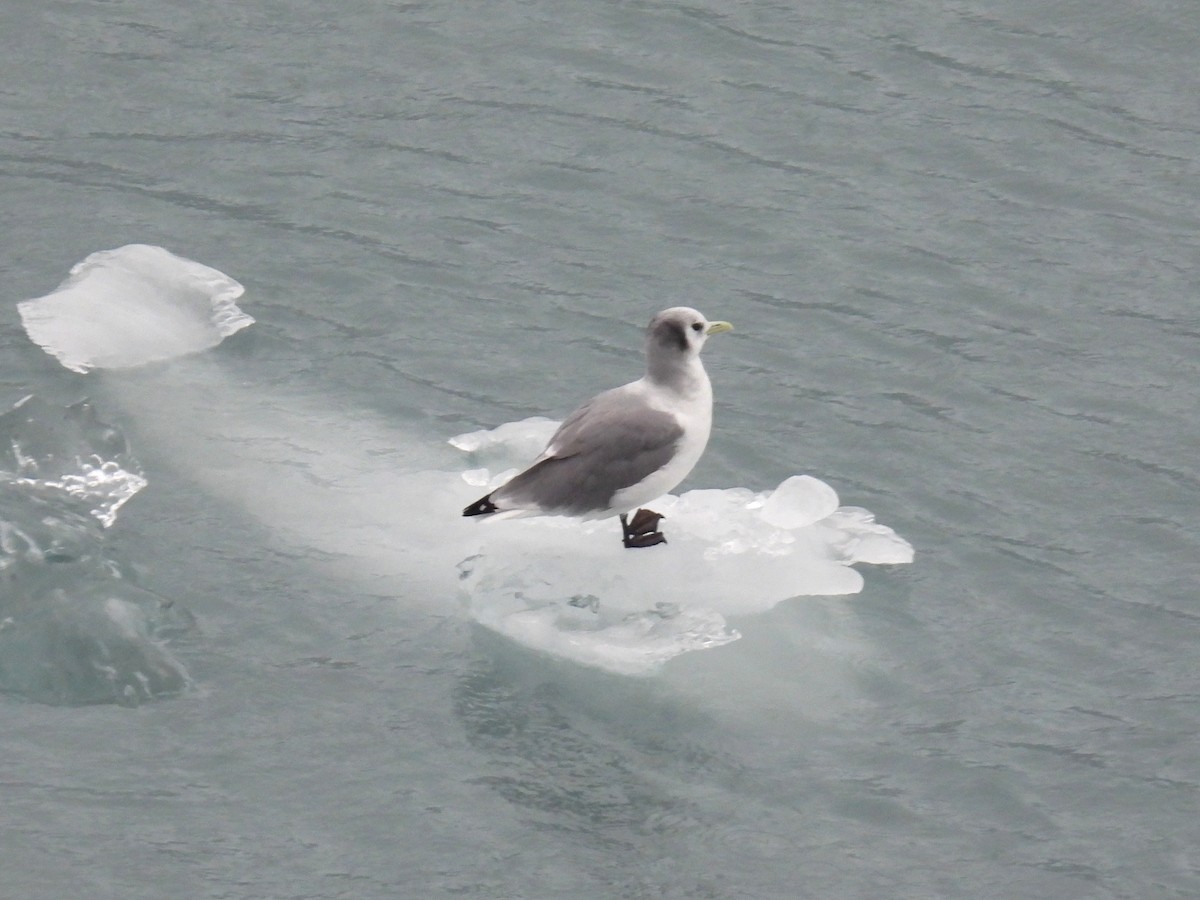 Black-legged Kittiwake - ML610713143