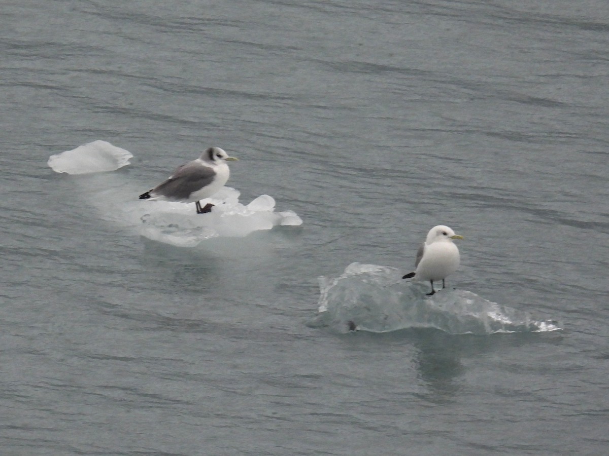 Black-legged Kittiwake - ML610713144