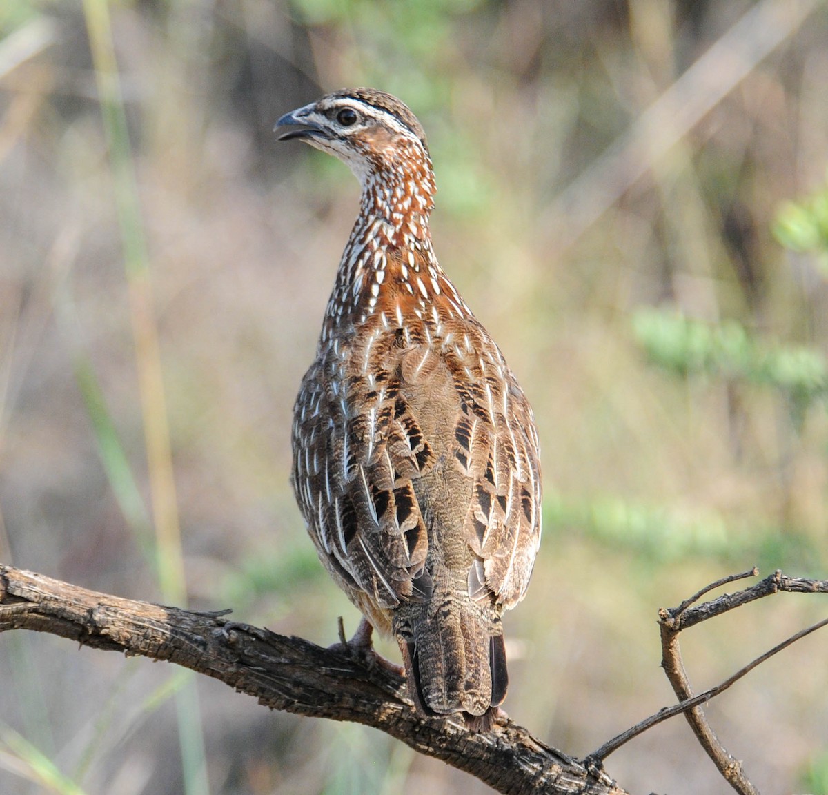 Crested Francolin - ML610713227