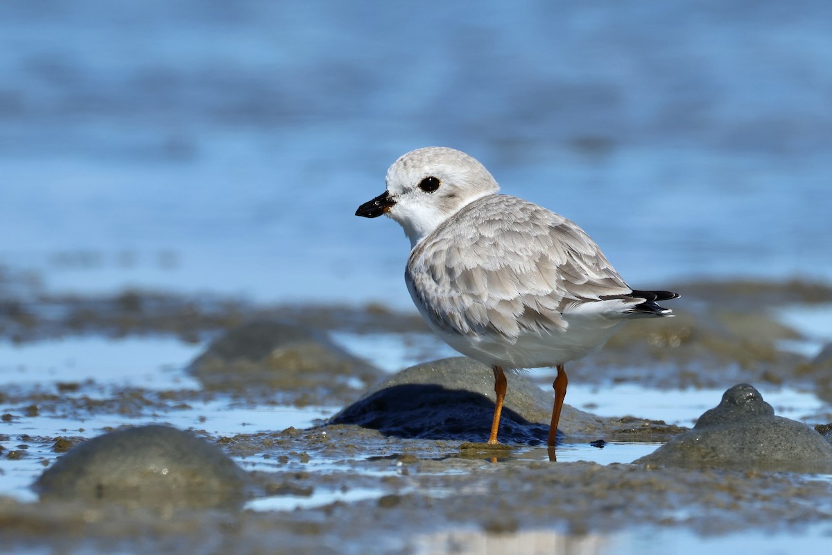 Piping Plover - Phil Lehman