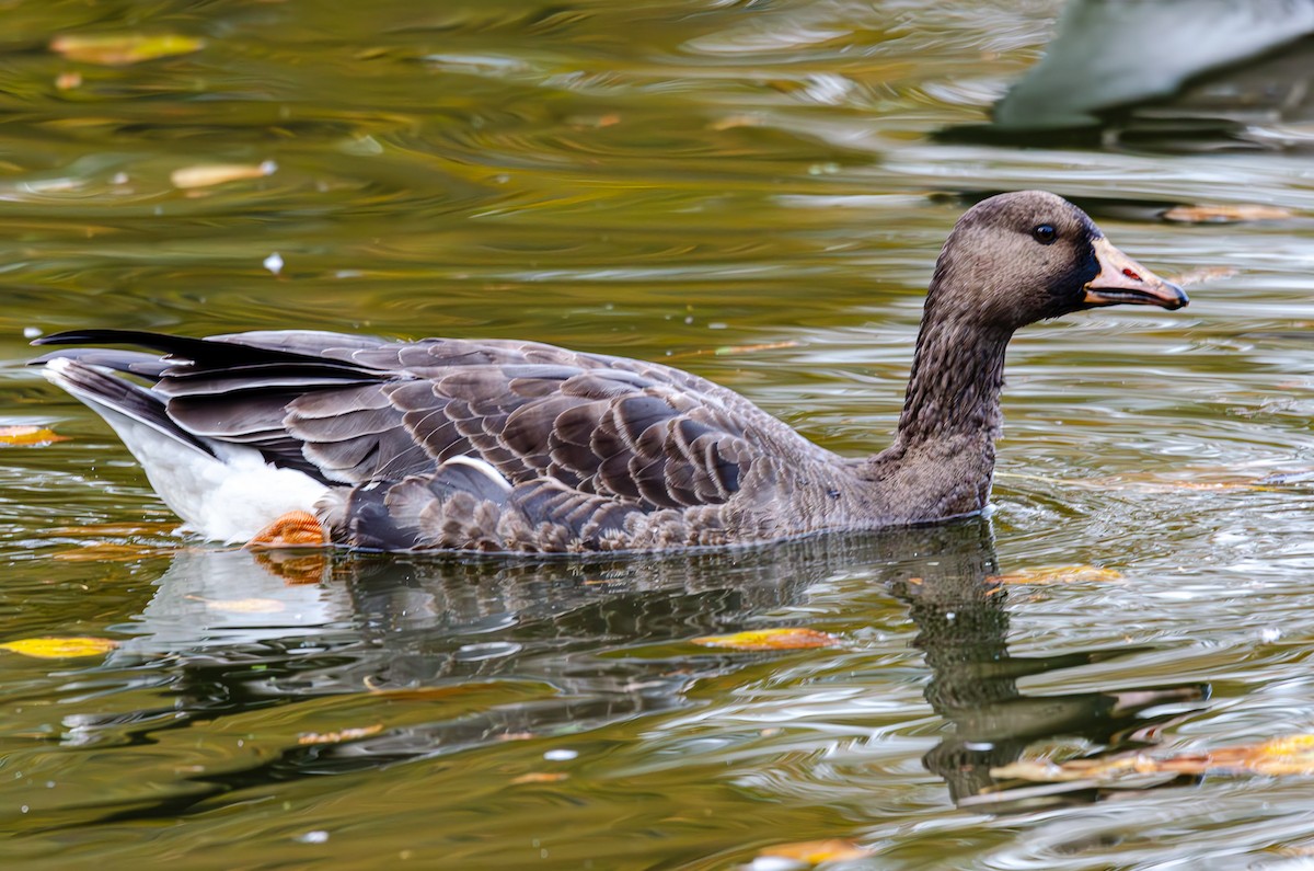 Greater White-fronted Goose - ML610713351