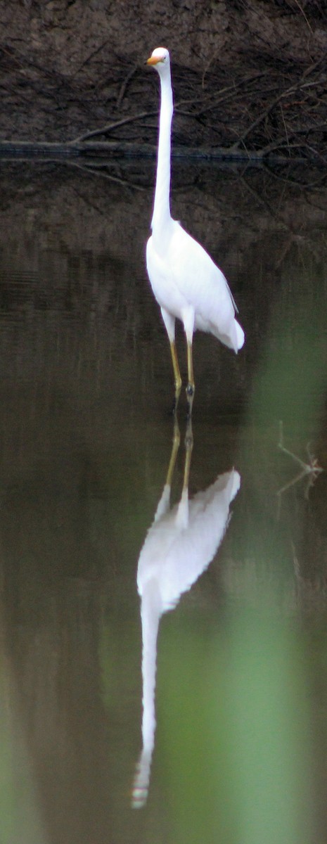 Great Egret - ML610713387