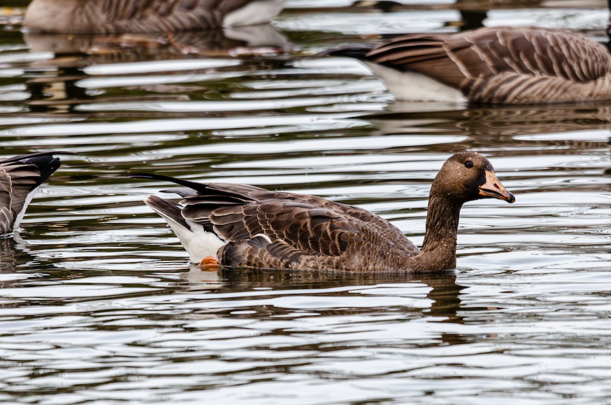 Greater White-fronted Goose - ML610713390