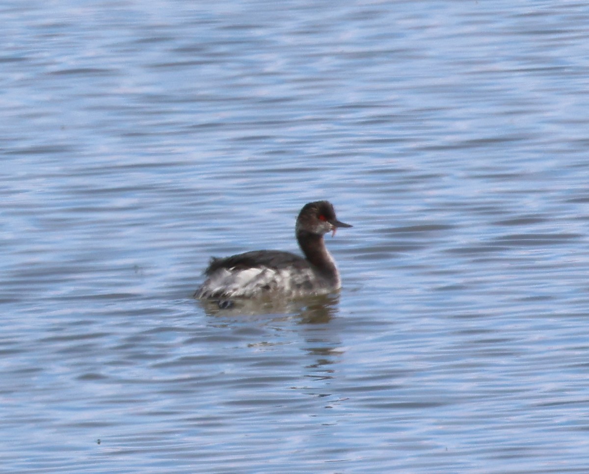 Eared Grebe - ML610713421