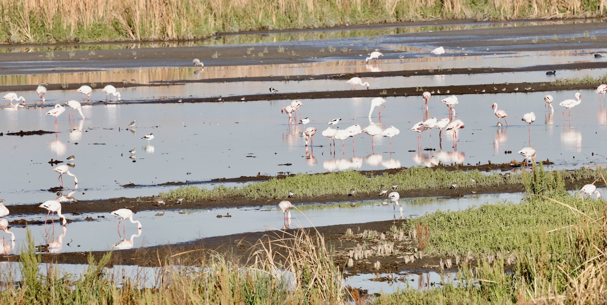 Lesser Flamingo - ML610713428