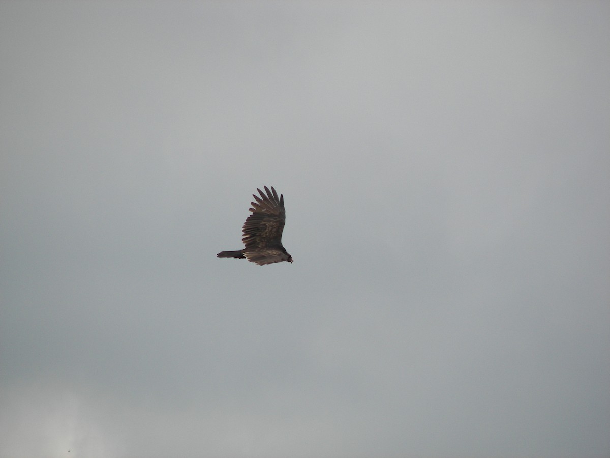 Turkey Vulture - ML610713455