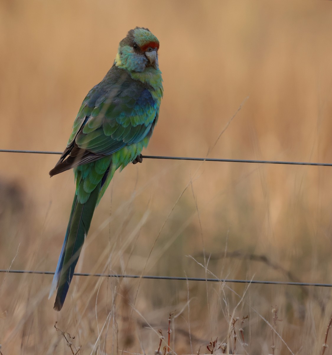 Australian Ringneck - ML610713469