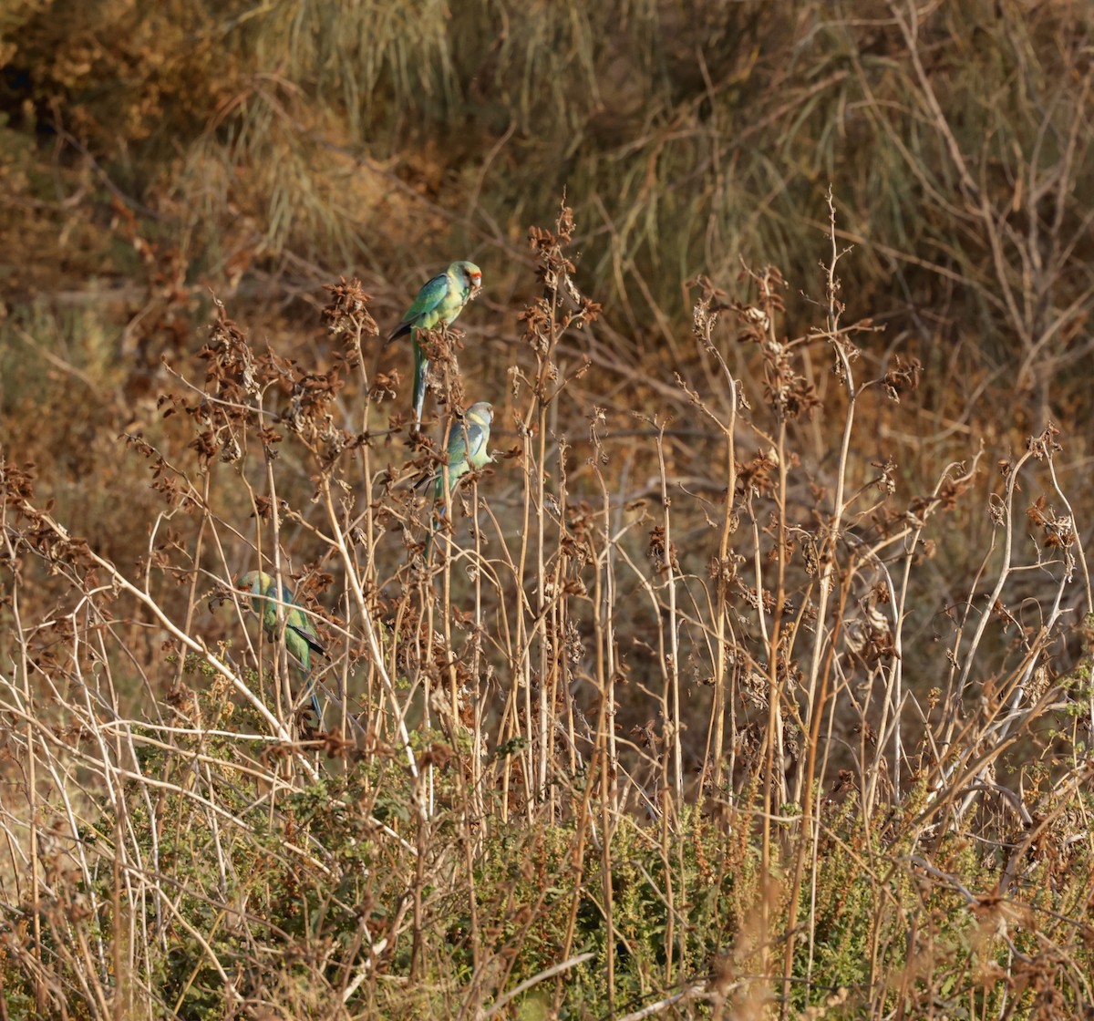 Australian Ringneck - ML610713470