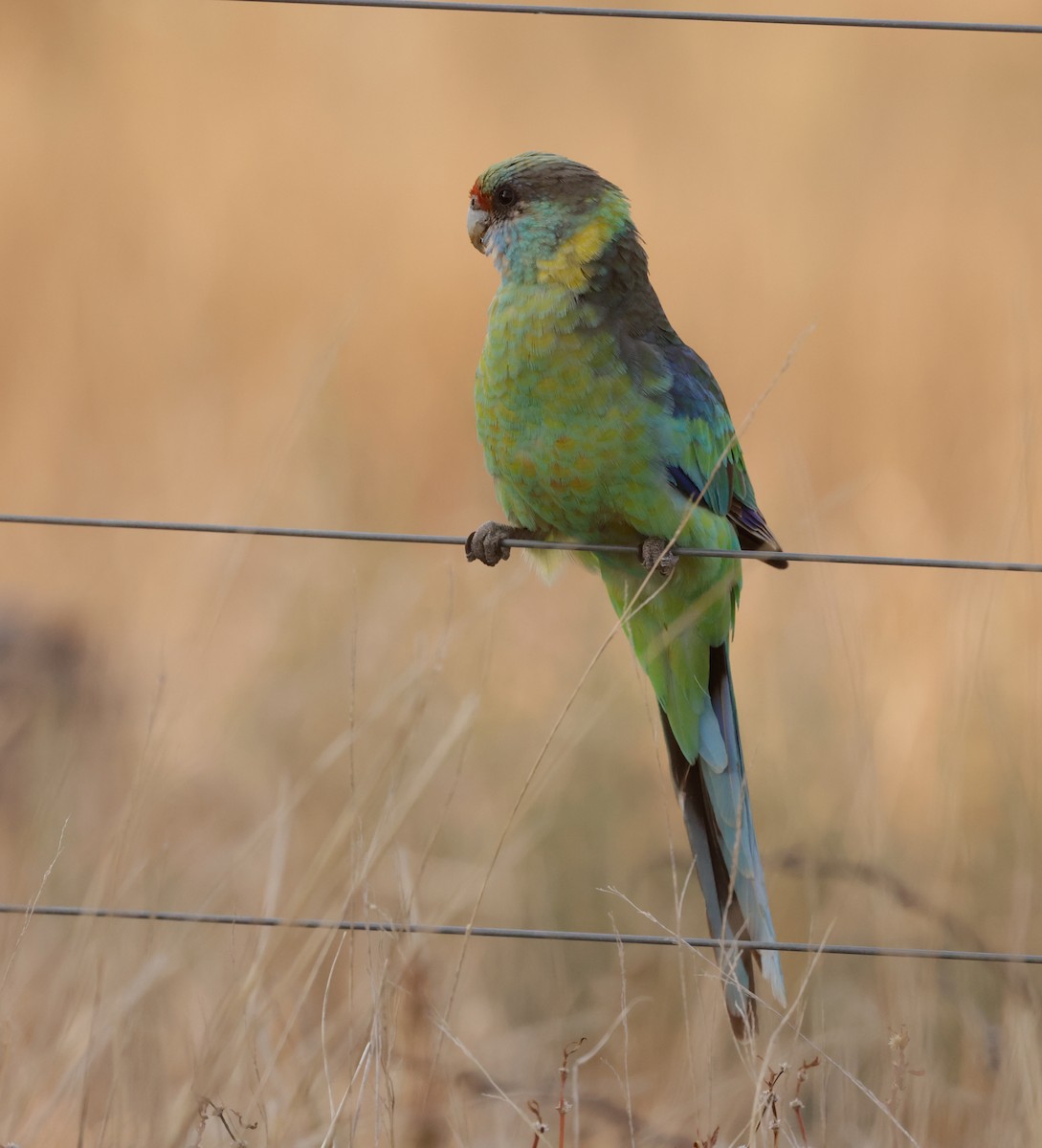 Australian Ringneck - ML610713471