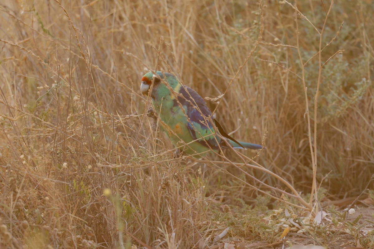 Australian Ringneck - ML610713472