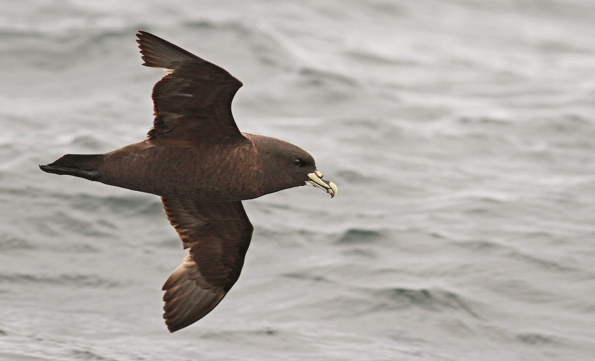 White-chinned Petrel - Luke Seitz