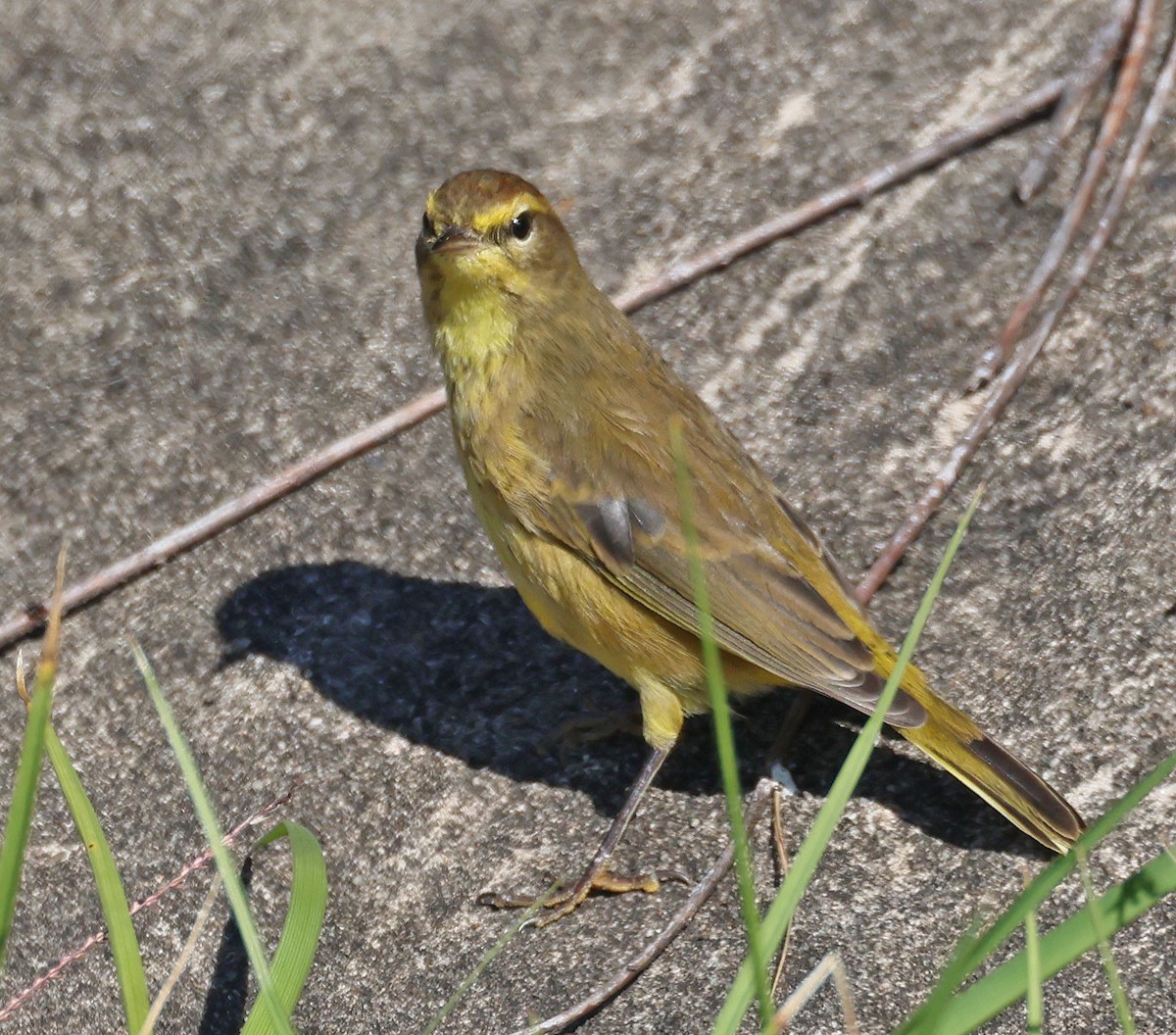 Palm Warbler - Linda Mack