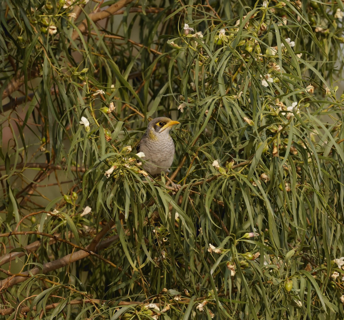 Méliphage à cou jaune - ML610713544