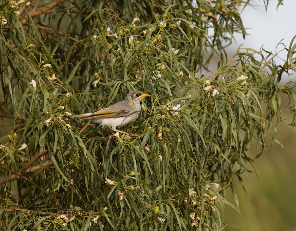 Yellow-throated Miner - ML610713545