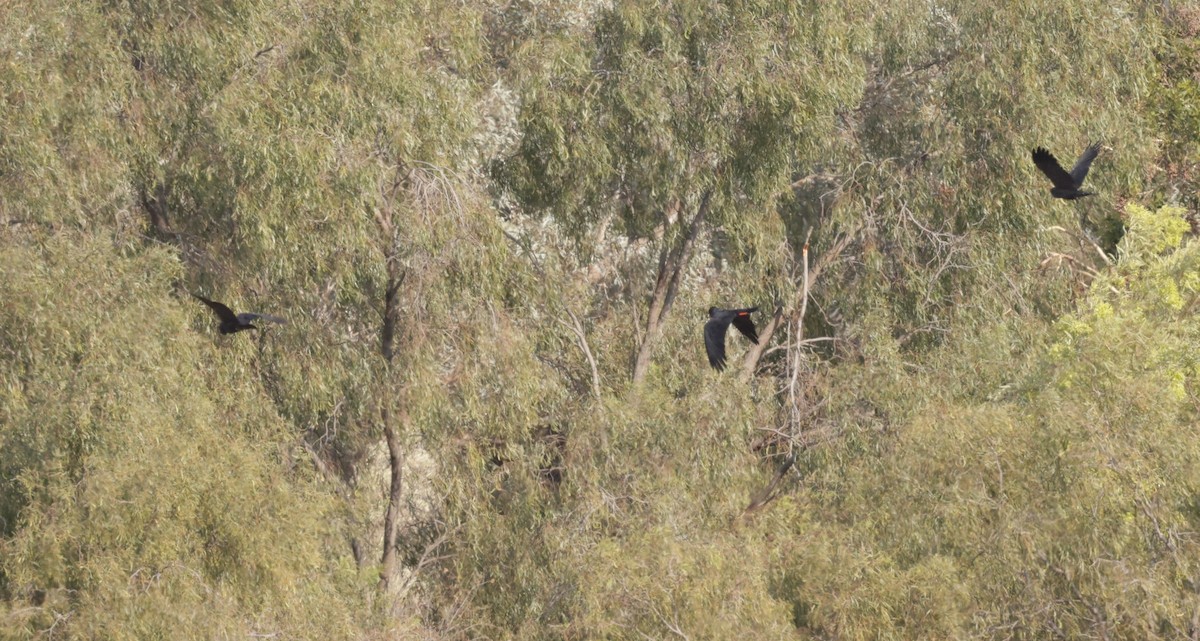 Red-tailed Black-Cockatoo - ML610713559