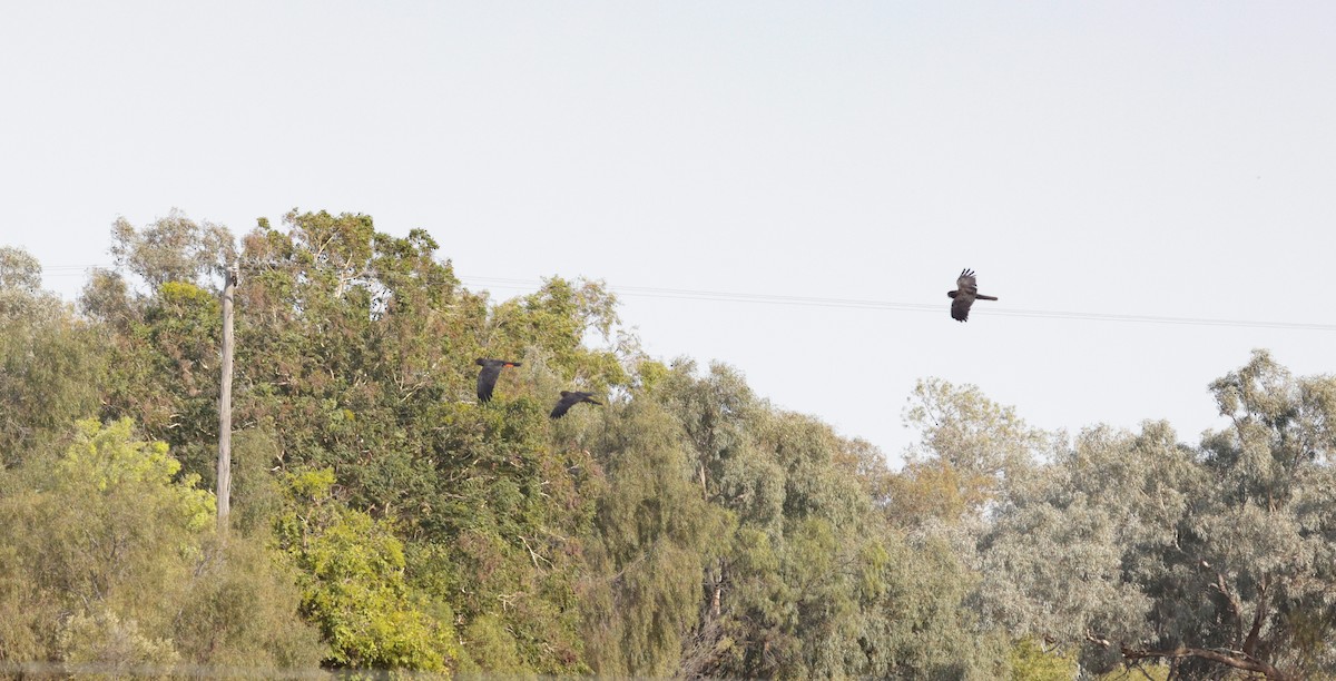 Red-tailed Black-Cockatoo - ML610713560