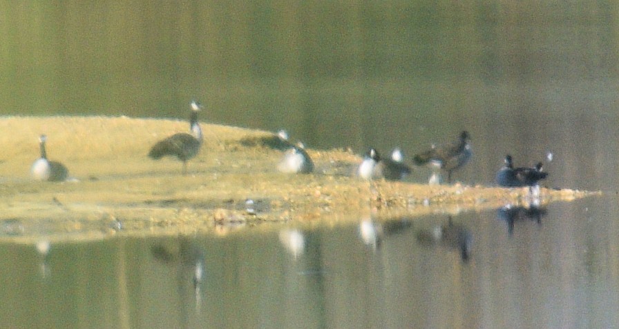 Branta kanadar handia - ML610713597