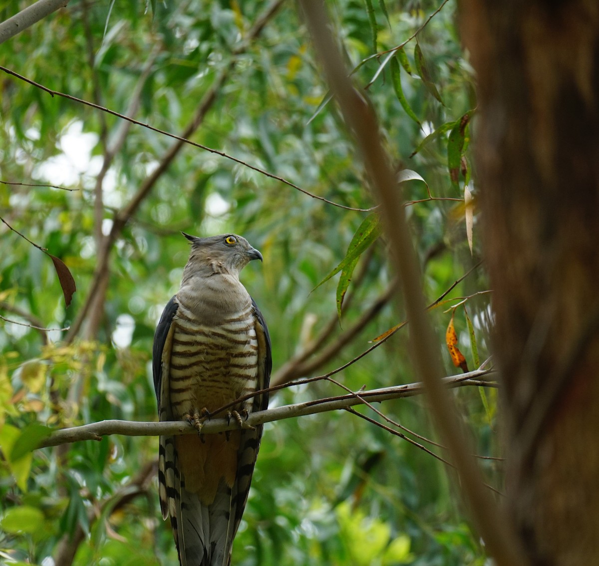 Pacific Baza - Daniel Delany