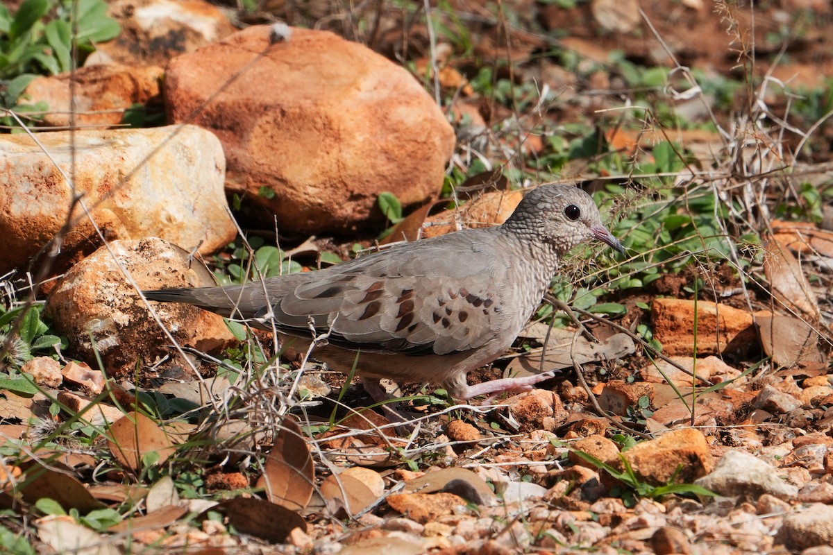 Common Ground Dove - ML610713602