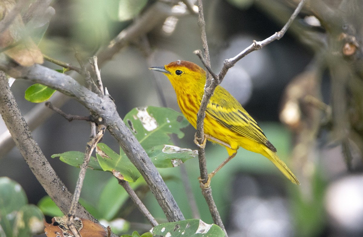 Yellow Warbler - David F. Belmonte