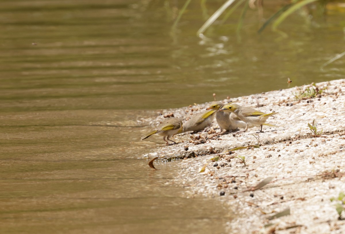 White-plumed Honeyeater - ML610713813