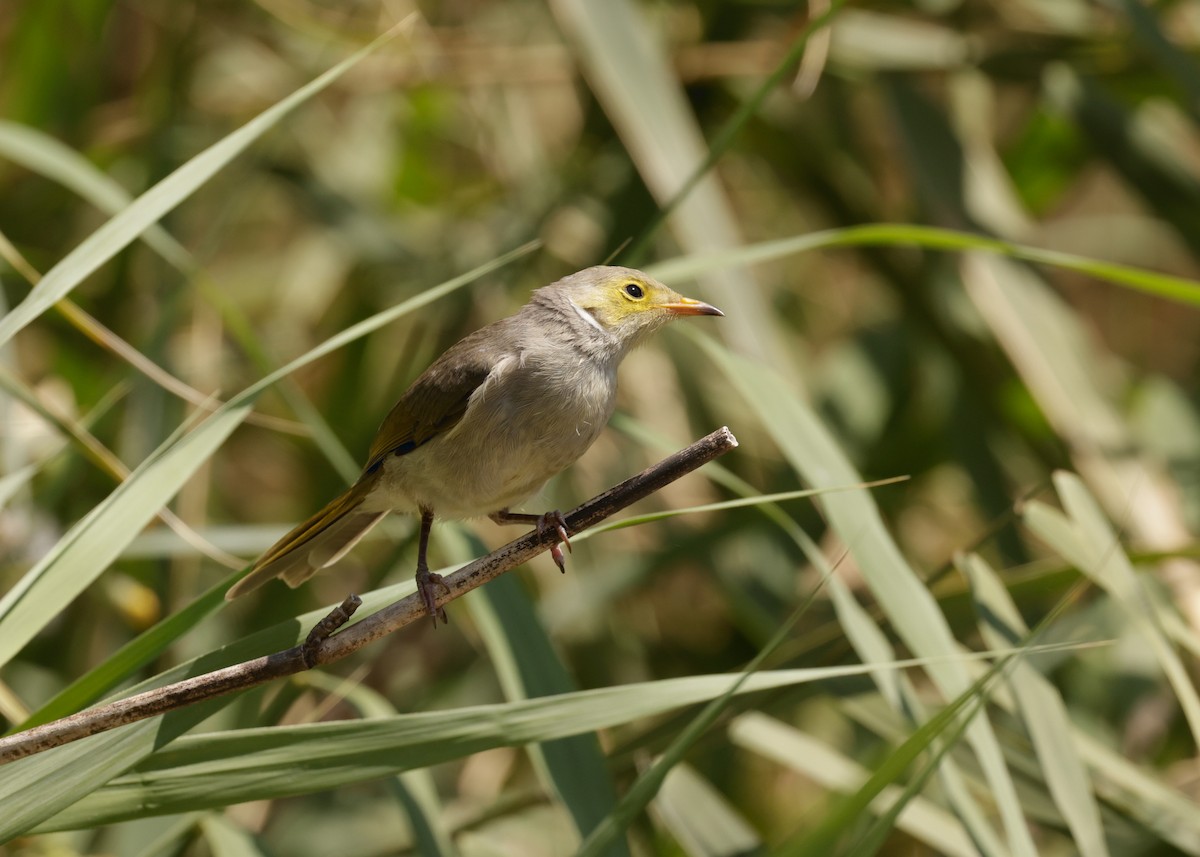 White-plumed Honeyeater - ML610713817