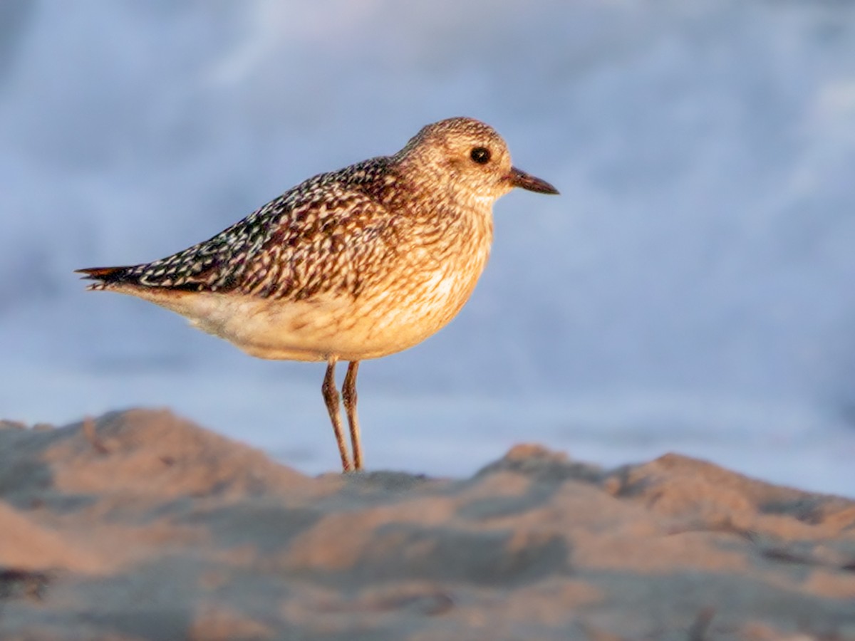 Black-bellied Plover - Jim Carroll