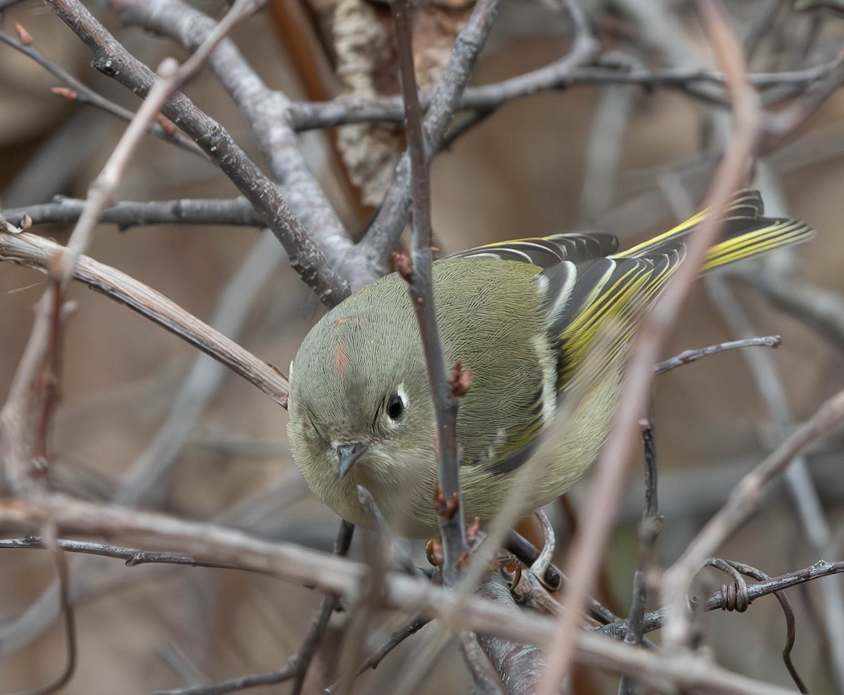 Ruby-crowned Kinglet - Tom Dougherty