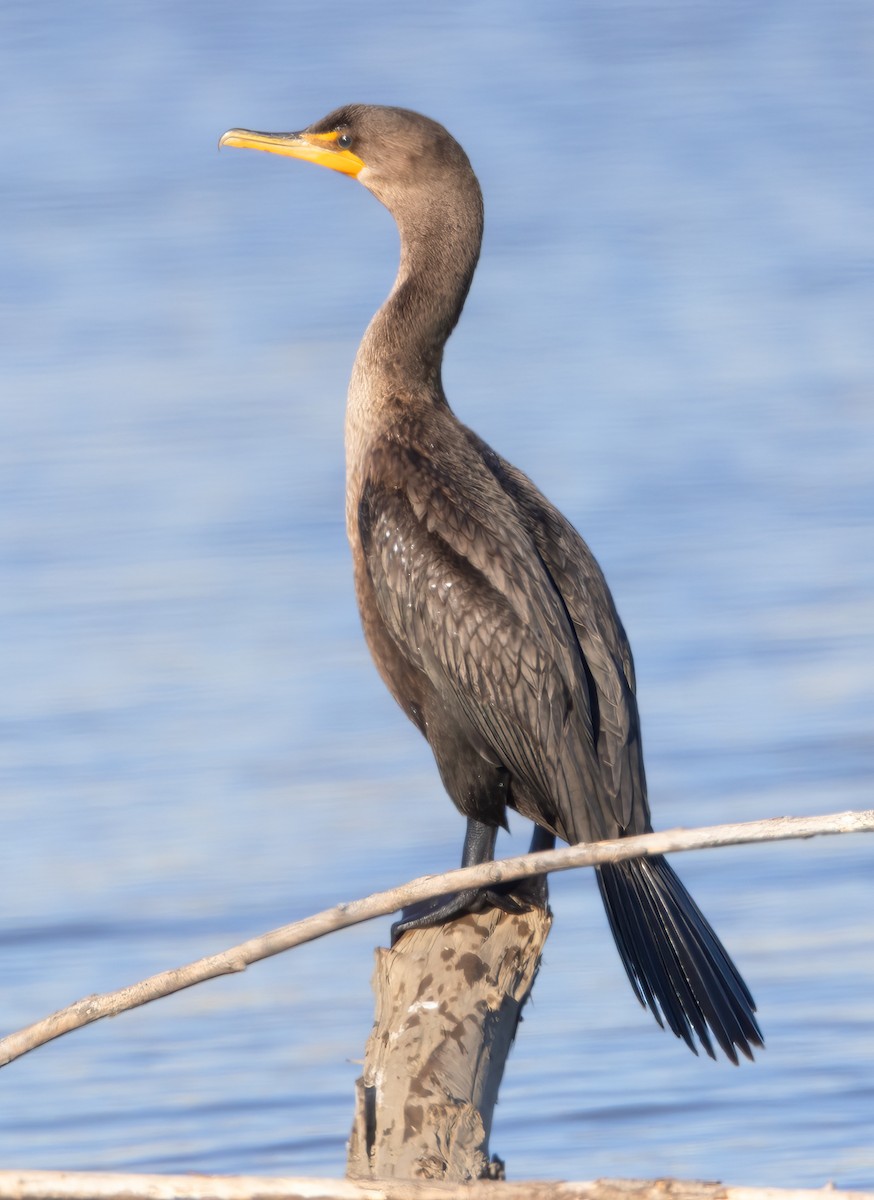 Neotropic Cormorant - ML610714097