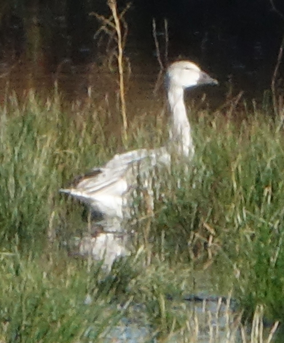 Snow Goose - ML610714138