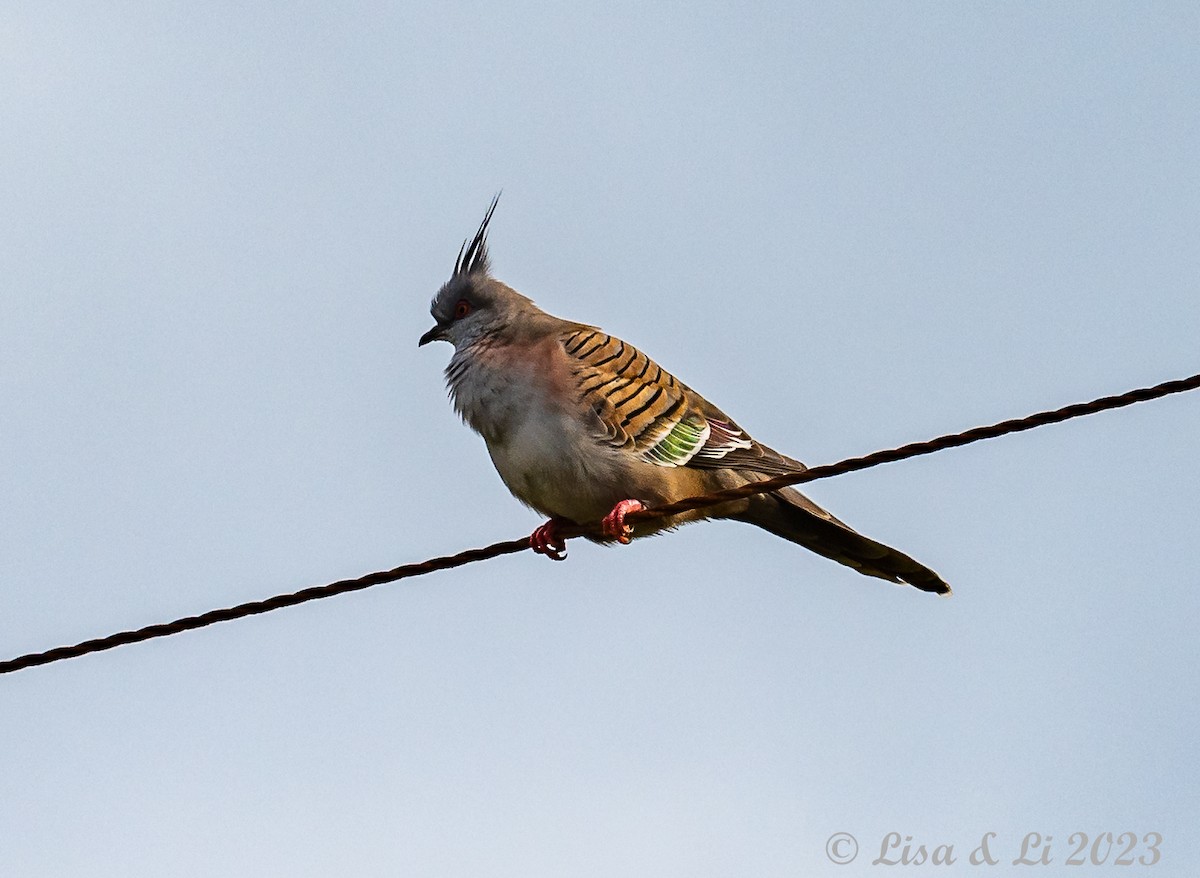 Crested Pigeon - ML610714159