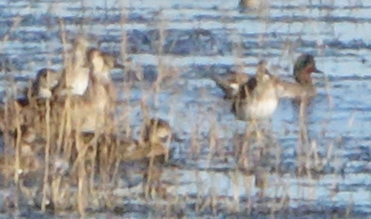 Long-billed Dowitcher - ML610714176